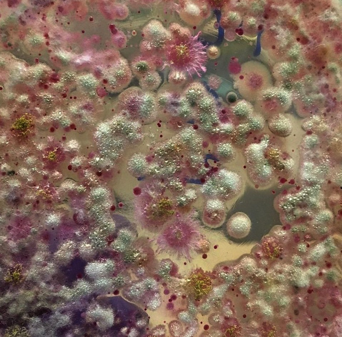 An in-depth interview with Dr. Kristin Neumann about the skin microbiome