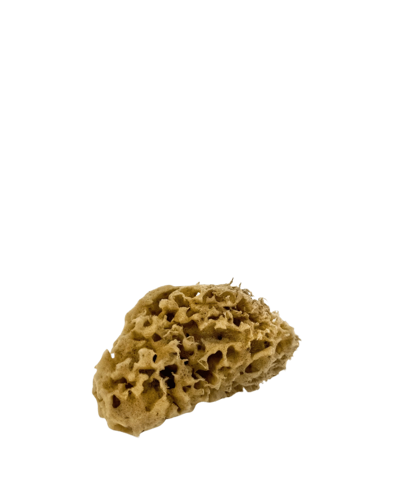 honeycomb seasponge - Liten