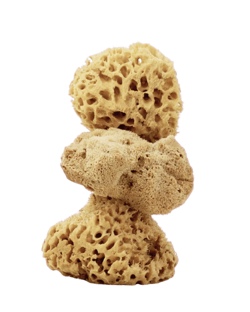 Sea sponge