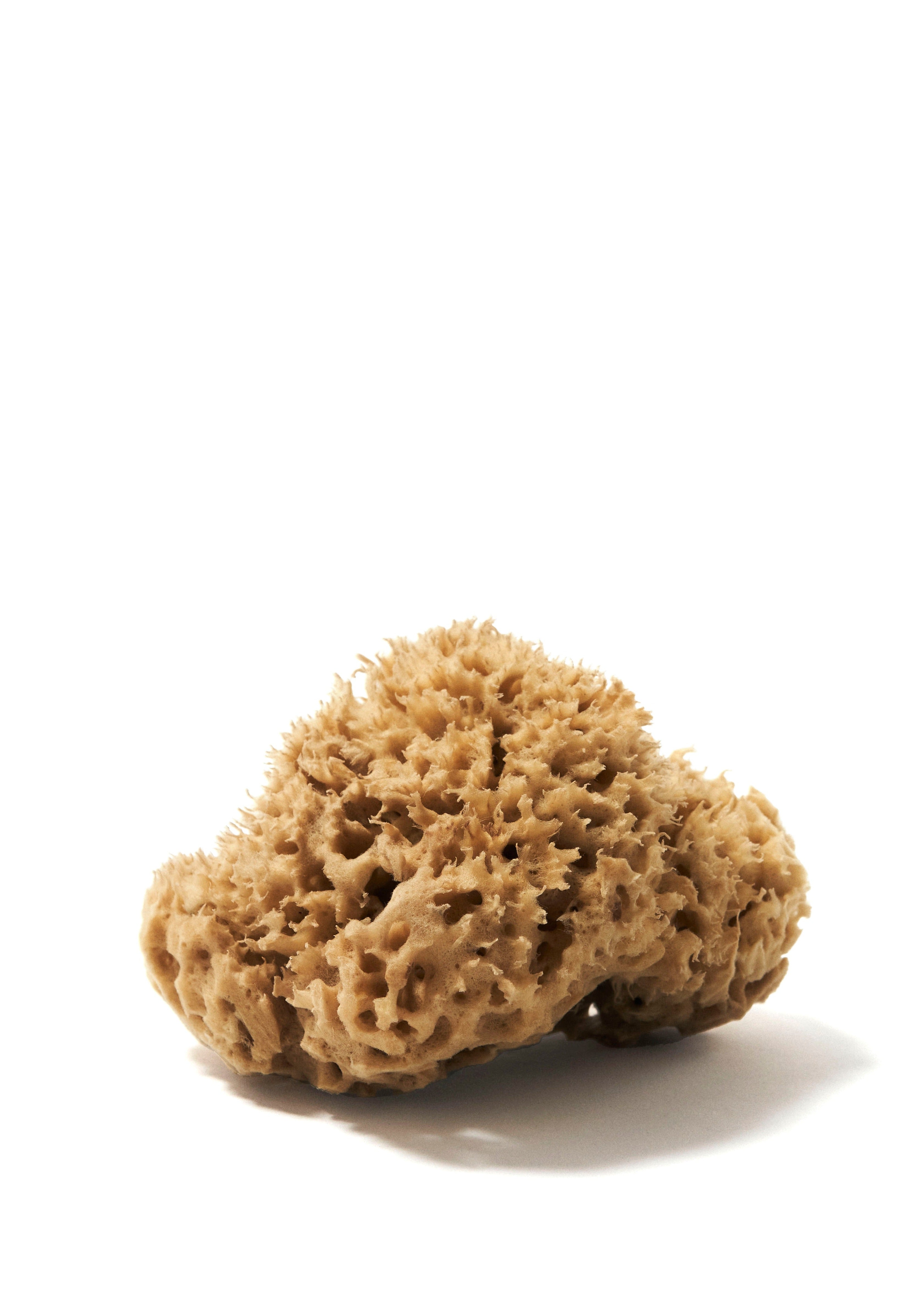 Sea sponge