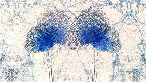 A little about the skin microbiome..