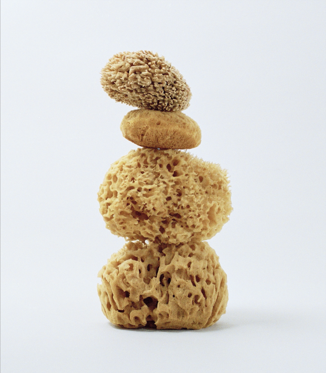 How to Care for Your Sea Sponge